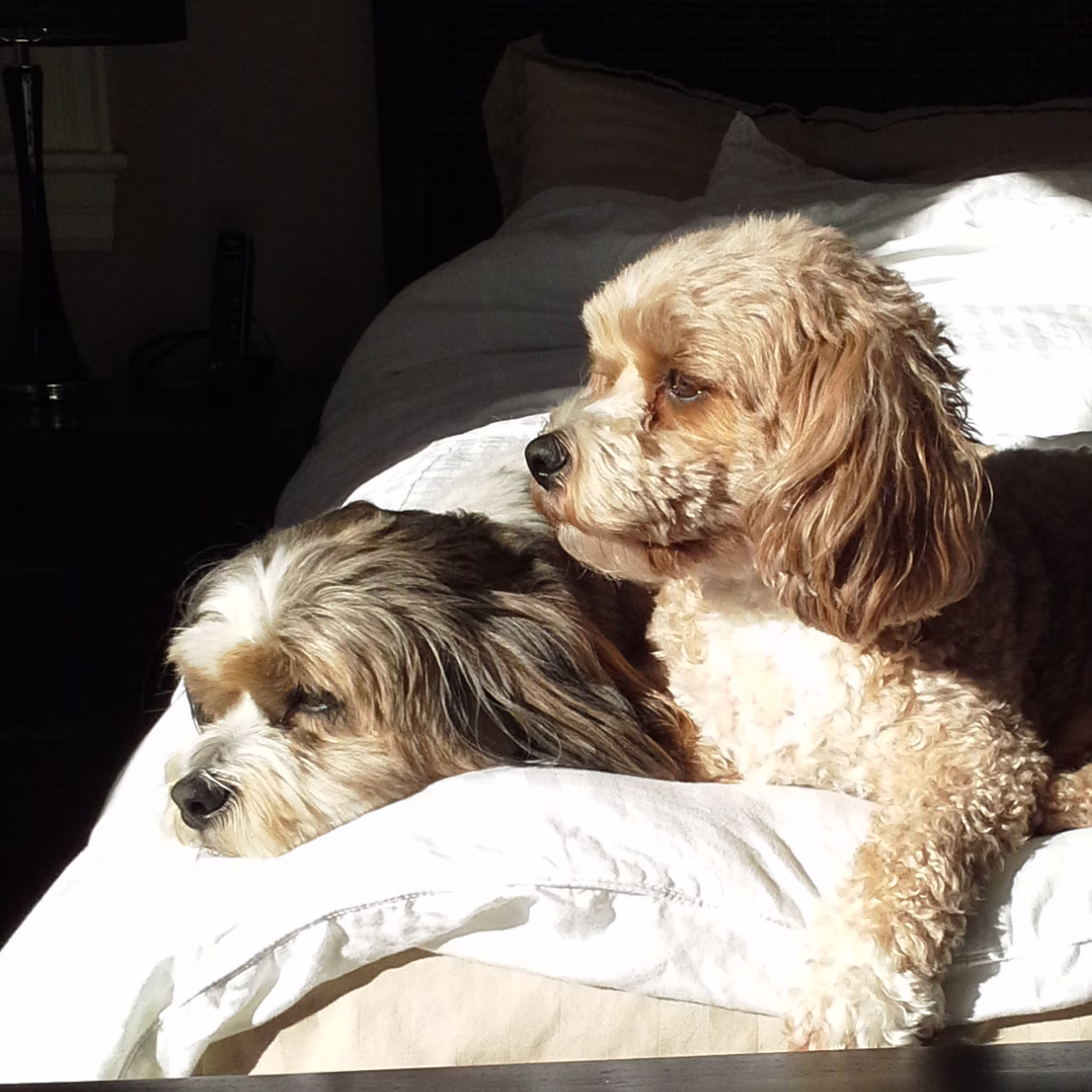 Debbie took this great shot of the boys 20150131_134612.avif